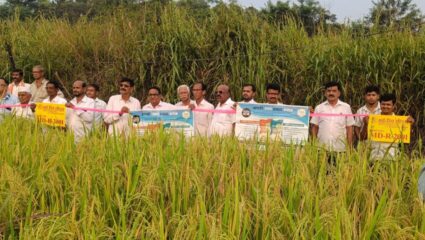 Karjat News : अत्याधुनिक तंत्रज्ञानानी विकसित कीटकनाशक ठरलं वरदान; बळीराजाच्या पिकाचं विविध रोगांपासून संरक्षण