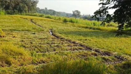 Karjat News : शेतीचे पंचनामे न करणाऱ्या ग्रामपंचायत अधिकाऱ्यांवर कारवाई करा; नुकसानग्रस्त शेतकऱ्यांची मागणी