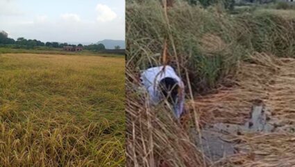 Karjat News : ऐन दिवाळी बळीराजाच्या घरात दिवाळं; वादळी वाऱ्यासह आलेल्या पावसाने शेतीचे नुकसान