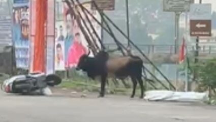 Karjat News : पिसाळलेला बैल ठरला मृत्यूचं कारण’; ऐन दिवाळीतील तिघांवर जीवघेणा हल्ला