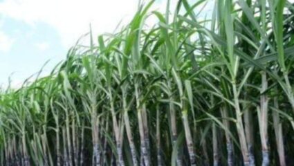 Kolhapur News : परतीच्या पावसाचा पिकांना धोका; शेतकरी वर्गाची तारांबळ