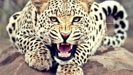 Patan News: नावडी वसाहतच्या वेताळबा देवालय परिसरात बिबट्याचा धुमाकूळ 