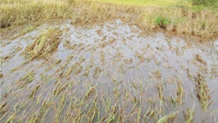 “धो-धो बरसली आभाळमाया, हाती काही उरले ना खाया” परतीच्या पावसाने भात पिकांची लावली वाट