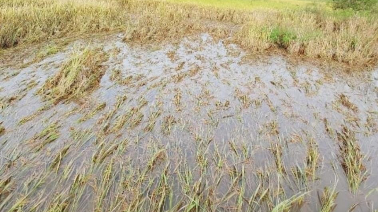 “धो-धो बरसली आभाळमाया, हाती काही उरले ना खाया” परतीच्या पावसाने भात पिकांची लावली वाट फोटो सौजन्य - Social Media