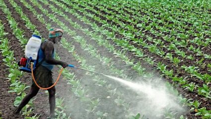 Fake Herbicide : पंढरपूर तालुक्यात बोगस तणनाशकाचा हाहाकार; शेतकऱ्यांना मोठा फटका