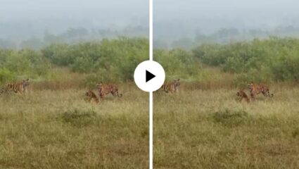 एकीचे बळ! चारही बाजूंनी घेरलं अन् वाघाच्या कुटुंबाने अवघ्या 1 सेकंदातच केली हरणाची शिकार; Video Viral