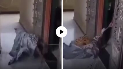 म्हणून दुसऱ्याच्या घरात घुसू नये! बिबट्याला पाहताच महिलेने त्याला असं फरफटत आत खेचलं… जंगलाचा शिकारी पण घाबरला; Video Viral