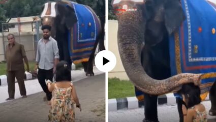 चिमुकलीच्या त्या कृतीवर हत्तीने लगेच आपल्या सोंडेने दिला आशिर्वाद, नक्की काय घडलं? क्युट Video Viral