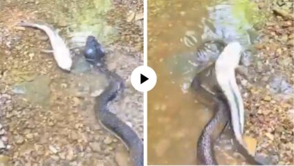 वाह क्या ॲक्टींग कर रहा है! सापाला पाहताच माशाने सुरु केले मरण्याचे नाटक पण खरा ट्विस्ट तर आला शेवटी… मजेदार Video Viral