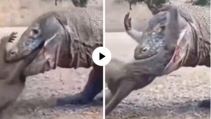 भयानक शरीर जणू जिवंत राक्षसच… एका सेकंदात जिवंत माकडाला घेतलं गिळून, शिकारीची हादरवणारी दृश्ये अन् थरारक Video Viral