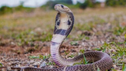 भारताच्या या ठिकाणी भरते सापांची न्यायसभा, स्वतः नागदेवता देतो न्याय; १०० वर्षांची अद्भुत परंपरा