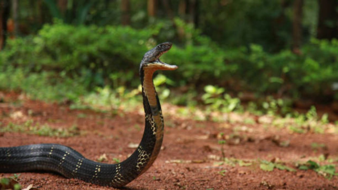 यानंतर नागदेवता त्या व्यक्तीच्या शरीरातून बोलतात आणि सांगतात की त्यांनी त्याला का डसले. बहुतांश वेळा कारण असे आढळते की कोणीतरी सापाचे घर उद्ध्वस्त केले, ट्रॅक्टरखाली साप चिरडला किंवा त्यांचे अस्तित्व बिघडवले, म्हणून नागाने दंश केला.
