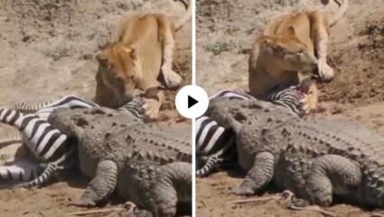 एका म्यानात दोन तलवारी…! जंगलाची राणी अन् पाण्याच्या राक्षसाने मिळून केली भल्यामोठ्या झेब्राची शिकार, दिसलं अनोखं दृश्य; Video V