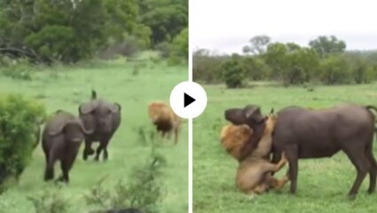 म्हशींच्या कळपात सिंहाने टाकला डाका! धावत पळत पकडली मान, जमिनीवर लोळवत केली शिकार; थरारक Video Viral