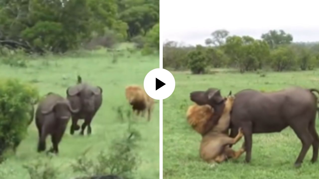 म्हशींच्या कळपात सिंहाने टाकला डाका! धावत पळत पकडली मान, जमिनीवर लोळवत केली शिकार; थरारक Video Viral