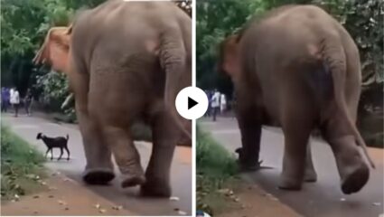 भयंकर! हत्तीच्या पायाखाली पापडासारखी चिरडली गेली चिमुकली बकरी; काळीज पिळवटून टाकणारे दृश्य अन् Video Viral