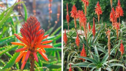 सोन्याच्या किमतीचे फुल, झाड तर सर्वच लावतात पण नशिबवाल्यांनाच पाहायला मिळतं हे फुल, माळीने सांगितली जादुई ट्रिक