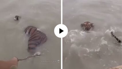 Life of Pie In Real : पाण्यात पडला वाघ… “याला वाचवू की स्वतःला” नाखवाची झाली दमछाख; शेवटी काय घडलं? Video Viral