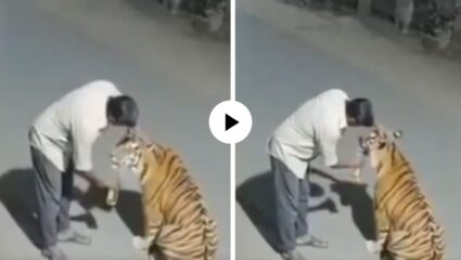 किसी का खौफ ही बचा नहीं! दारूच्या नशेत मद्यपीने वाघाला समजले मांजर, जंगलाच्या शिकाऱ्यालाच पाजू लागला दारू; Video Viral