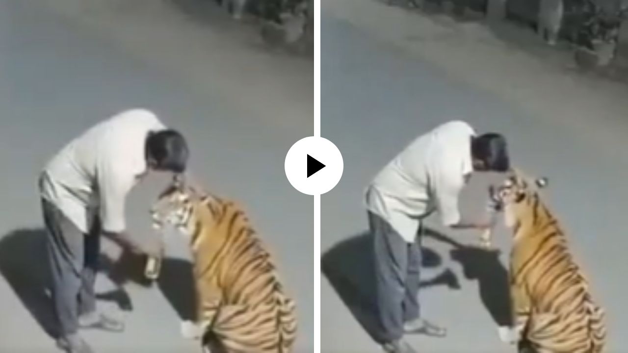 किसी का खौफ ही बचा नहीं! दारूच्या नशेत मद्यपीने वाघाला समजले मांजर, जंगलाच्या शिकाऱ्यालाच पाजू लागला दारू; Video Viral