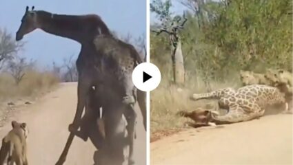एकट्या जिराफाला पाहताच जंगलाच्या राण्या चवताळून उठल्या… पाय ओढत जमिनीवर खेचलं अन् चावत चावत पाडला फडशा; Video Viral
