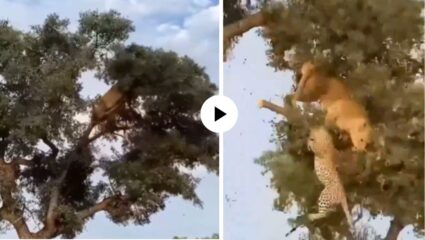 सिंहिणीला छेडणं बिबट्याला पडलं महागात, जंगलाच्या राणीने थेट झाडावर चढून दाणादण हाणलं; Video Viral
