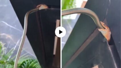 भयानक! सापानेच केली दुसऱ्या सापाची शिकार, तोंडात पकडलं डोकं अन् क्षणातच संपूर्ण शरीर केलं गिळंकृत; थरारक शिकारीचा Video Viral