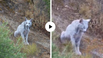 पांढरे केस, टोकदार कान अन् घारे डोळे… स्पेनमध्ये आढळली सर्वात दुर्मिळ मांजर! हिच्या दृश्यांनी सर्वांनाच केलं घायाळ; Video Viral