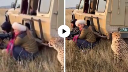 भावा कुणाला शोधत आहेस? जंगलात फोटो काढणाऱ्या वाइल्डलाइफ फोटोग्राफरच्या शेजारी जाऊन बसला बिबट्या; मजेदार Video Viral