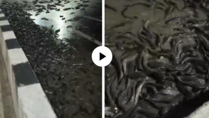 अंधाऱ्या राती उत्तर प्रदेशच्या रस्त्यावर दिसून आले भयानक दृश्य, शेकडो तडफडते मासे अन्… थरारक Video Viral