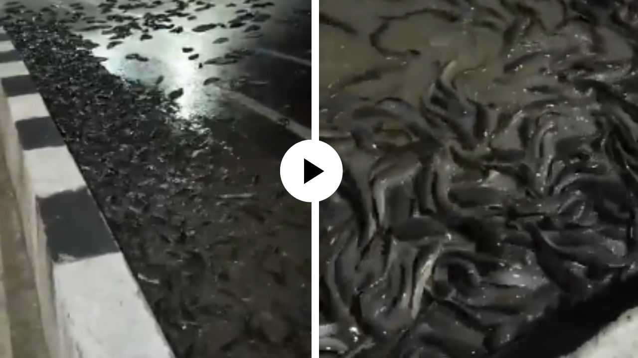 अंधाऱ्या राती उत्तर प्रदेशच्या रस्त्यावर दिसून आले भयानक दृश्य, शेकडो तडफडते मासे अन्… थरारक Video Viral