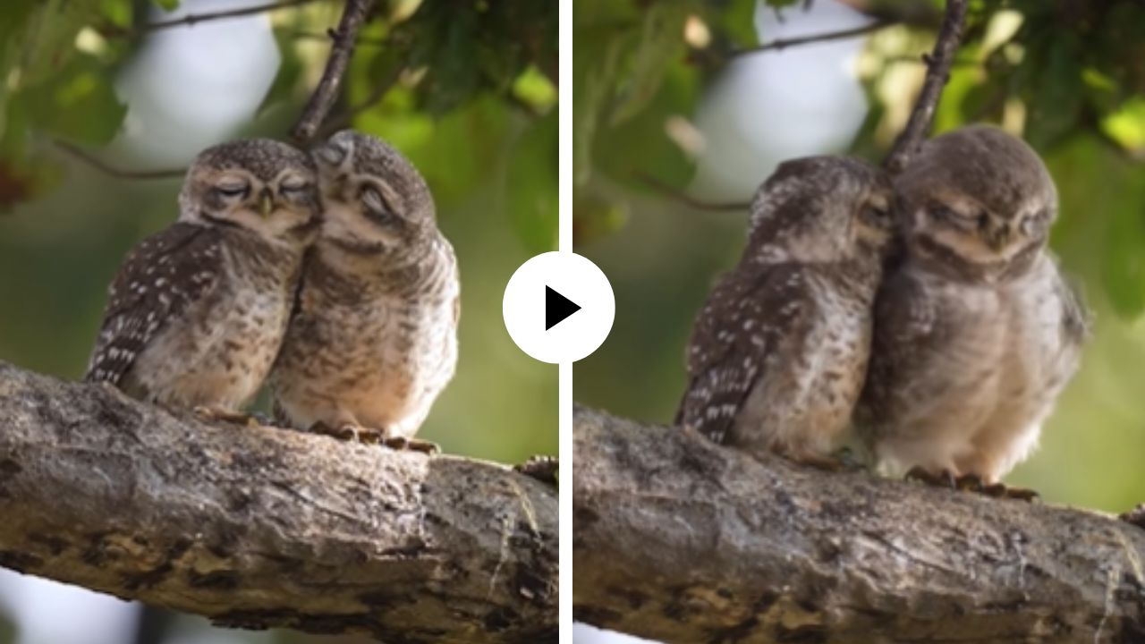 झाडावर बसून दोन घुबडांचा सुरु होता रोमान्स; महिलेने कॅमेरात कैद केले अद्भुत दृश्य; 10 करोड व्युजसह Video Viral