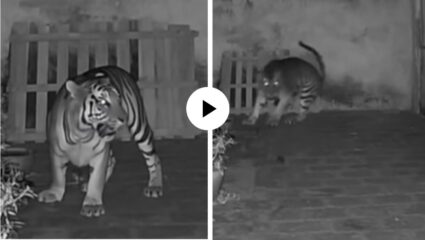 क्या शेर बनेगा तू…! कुत्र्याची शिकार करायला घरात घुसला अन् उंदराला पाहताच पळत सुटला; भित्र्या वाघोबाचा मजेदार Video Viral