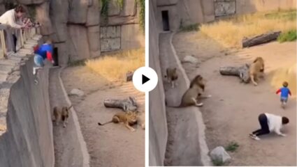 सिंहाच्या पिंजऱ्यात चिमुकला जाऊन पडला, राजा हल्ला करणार तितक्यात आईने मारली उडी; पुढे जे घडलं… Video Viral