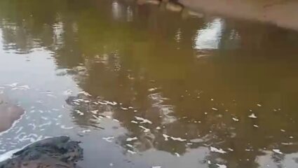 Ratnagiri News : वाशिष्ठी नदीपात्रात मृत माशांचा खच; औद्योगिक क्षेत्रातील जलवाहिनी फुटल्याने प्रदूषणाचा प्रश्न पुन्हा ऐरणीवर