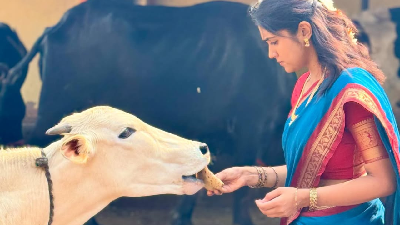 गायीला पोळी (चपाती) भरवताना अगदी तिच्यातील साधेपणा आजही दिसून येतो. आपल्या मातीची नाळ जपणारी रिंकू चाहत्यांना अधिक आवडते 