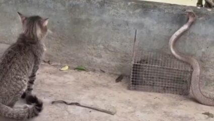 Viral Video : साप आणि मांजर चक्क उंदरासाठी लढले, आणि पुढे काय झाले…, व्हिडिओ पाहून डोळ्यांवर विश्वास बसणार नाही