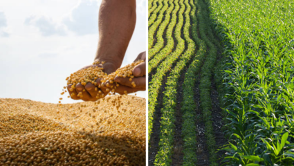 सोयाबीनला कवडीमोल दर; शेतकऱ्यांमध्ये संताप आणि सरकारविरोधात रोष