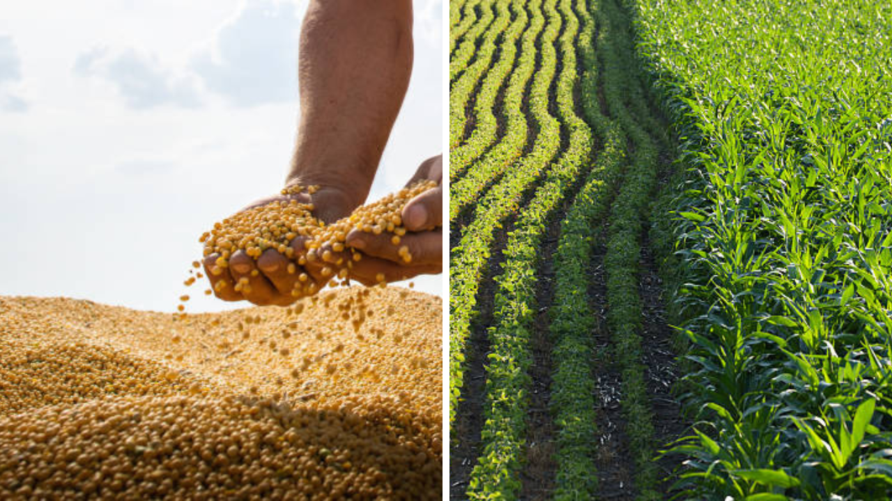 सोयाबीनला कवडीमोल दर; शेतकऱ्यांमध्ये संताप आणि सरकारविरोधात रोष