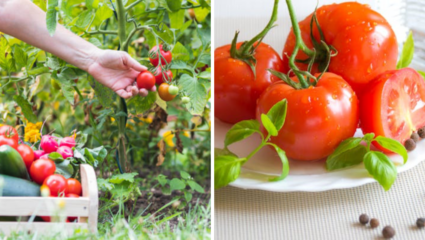 Gardening Tips: आता बाजारातून महागडे टॉमेटो विकत घ्यायची गरज नाही, घरीच पिकवा ‘लालचुटूक’ Tomato