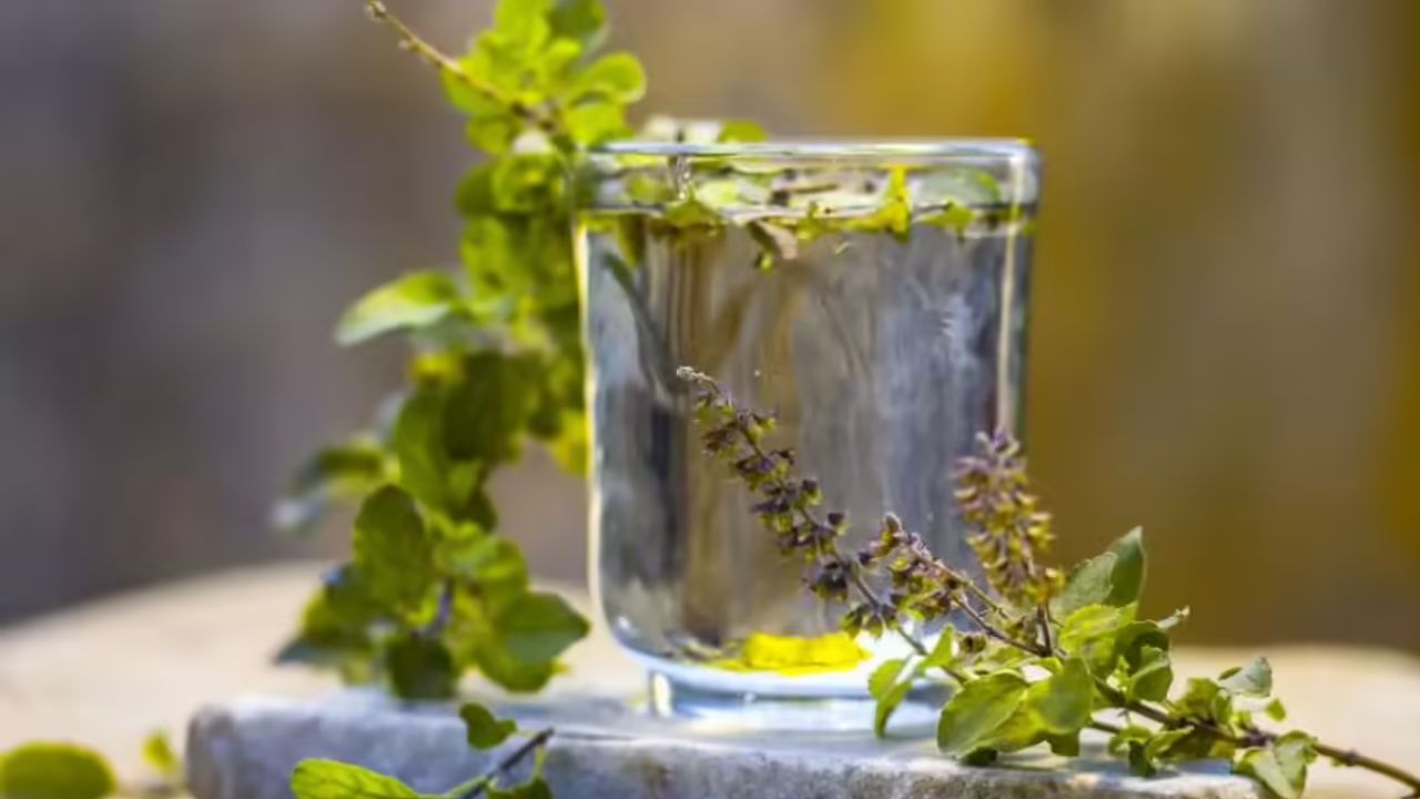 अनेक समस्या एक उपाय ; रोज उपाशीपोटी प्या तुळशीचं पाणी, होतील ‘हे’ जबरदस्त फायदे