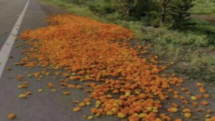 शेतकऱ्यांचा संताप ! झेंडूला 10 रुपये किलो देखील भाव नाही; ऐन दिवाळीत फुलं रस्त्यावर फेकली