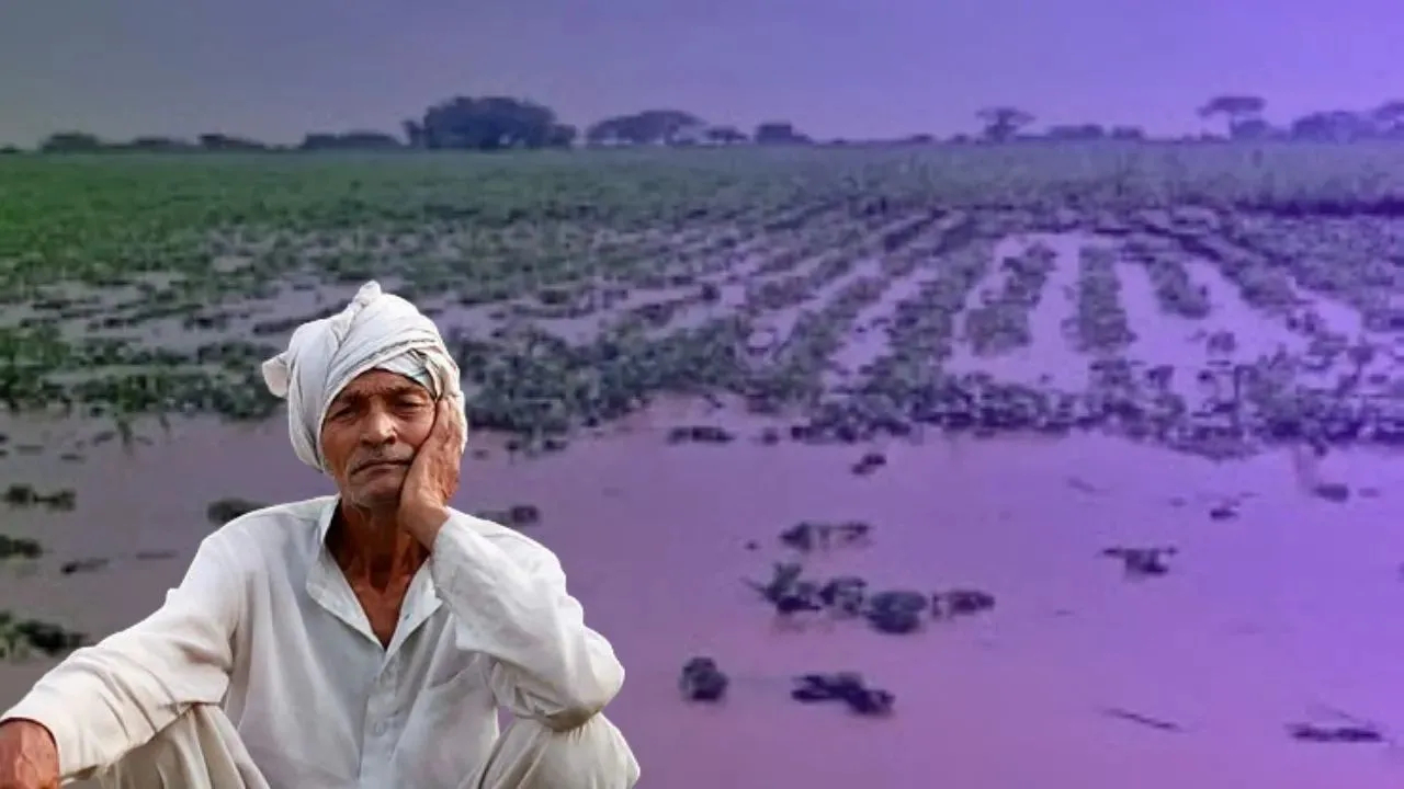 कोकणातील शेतकरी मोठ्या संकटात! अवकाळी पावसाने शेती, बागा उद्ध्वस्त; भाताचे रोप तर…