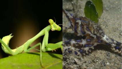 विचित्र! लैंगिक संबंधानंतर आपल्या जोडीदारालाच खातात ‘हे’ प्राणी; कारण जाणून व्हाल थक्क