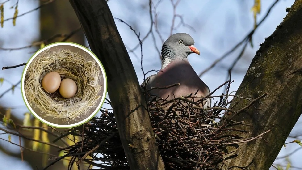 Astrology : घराच्या बाल्कनीत किंवा छतावर कबुतरांनी अंडी घालणं शुभ की अशुभ? वास्तुशास्त्र काय सांगतं? वाचा सविस्तर