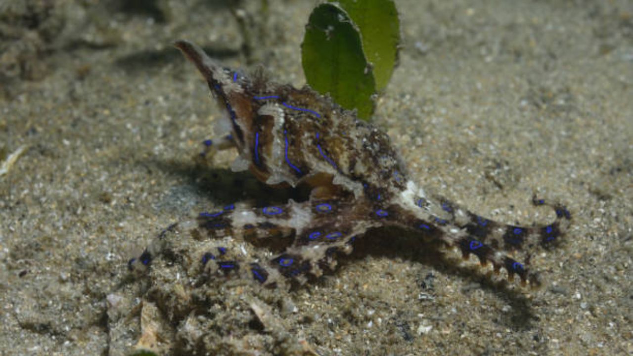 ब्यू लाईन ऑक्टोपस :     या प्रजातीमध्ये देखील मादी नरापेक्षा ताकदवर असते. लैंगिक संबंधावेळी मादी शरीरातून एक शिक्तीशाली न्यूरोटॉक्सिन, टेट्रोडोक्सिन बाहेर टाकते. ज्यामुळे तिला काही काळासाठी अर्धांगवायू होतो आणि नरभक्षण टळते 