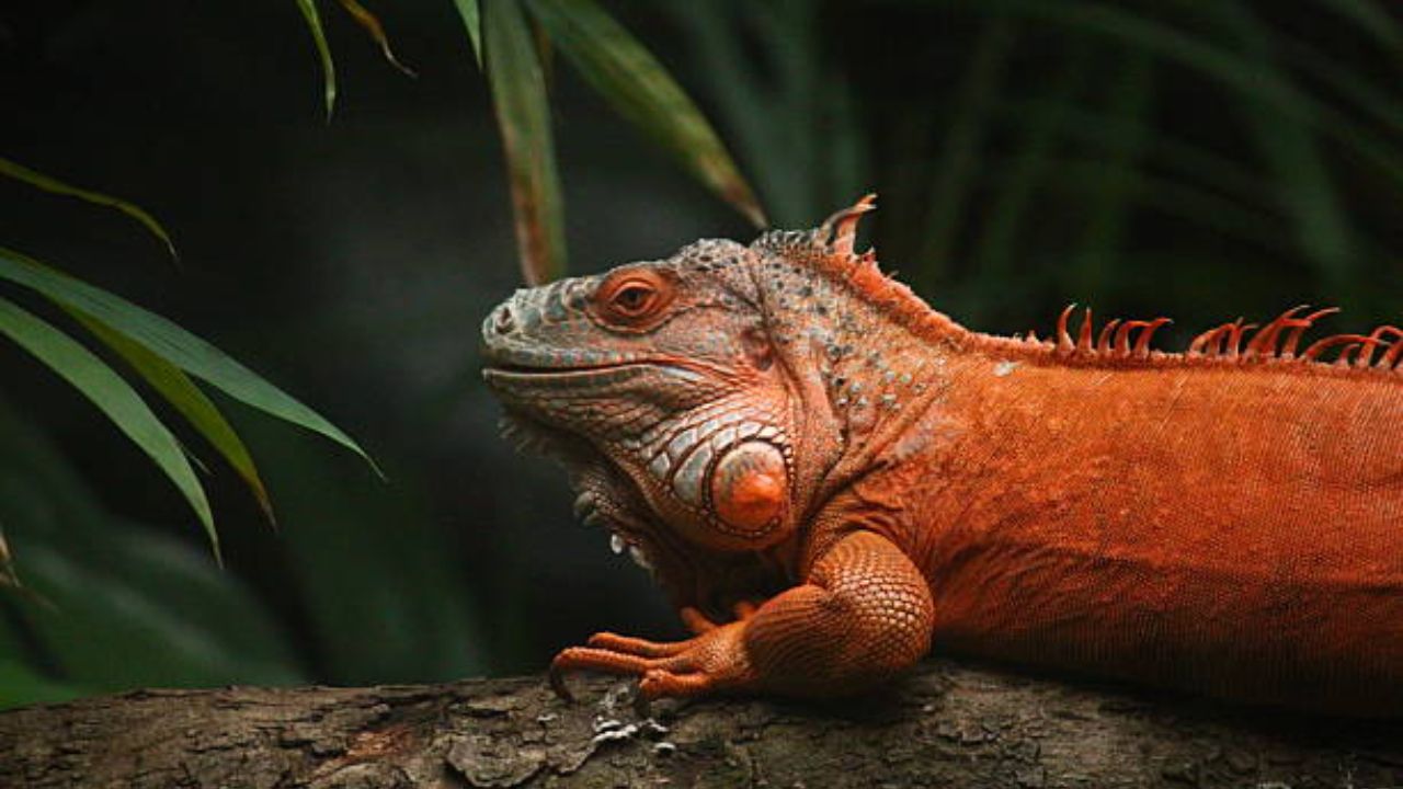 शास्त्रज्ञांच्या एका रिसर्चनुसार सरडा, त्याच्या भावानानुसार रंग बदलतो. म्हणजे त्याला राग, आक्रमकता आणि दुसऱ्या सरड्यांना त्याचा मूड दाखवण्यासाठी रंग बदलतात