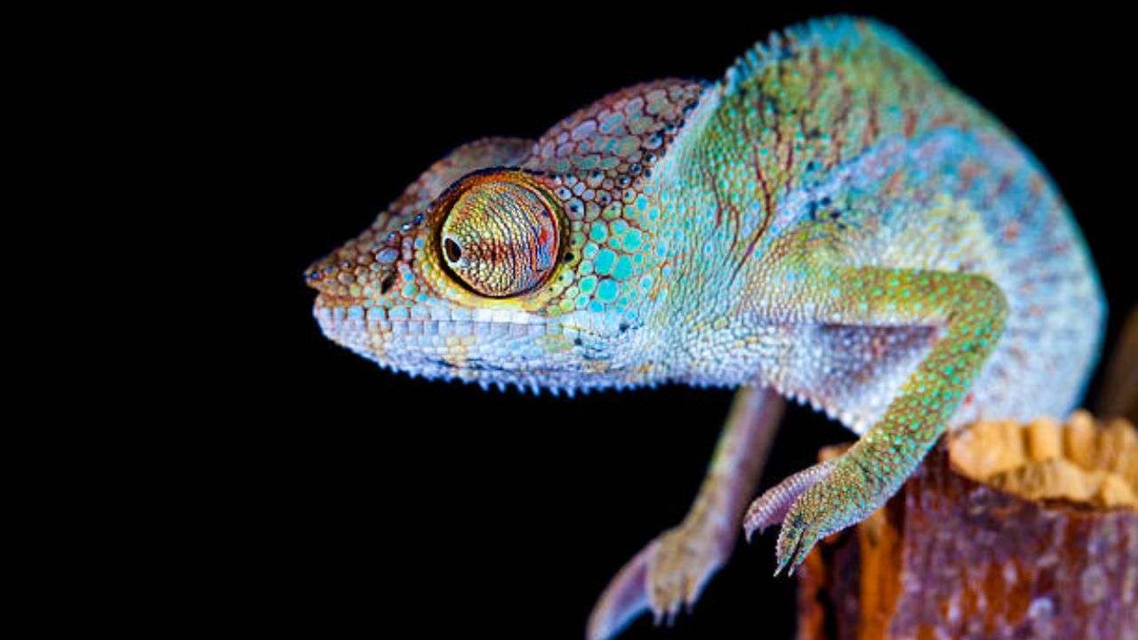 काही सरडे तर रंगासोबत आपल्या शरीरिचा आकारही बदली शकता. यामध्ये मोठा आणि लहान गरज पडेल तसा आकार सरड्यांना करता येतो