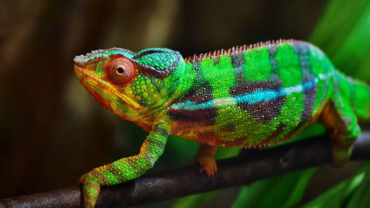  शास्त्रज्ञांच्या रिपोर्टनुसार सरड्याच्या शरिरामध्ये फोटोनिक क्रिस्टल नावाचा एक थर असतो, ज्यामुळे सरड्यांना वातावरणानुसार रंग बदलता येतो