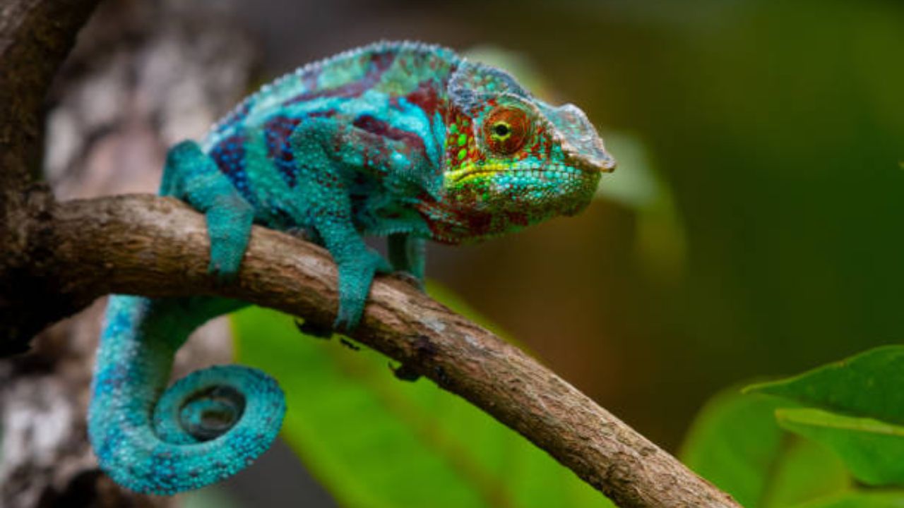 असे म्हणतात सरडा शिकाऱ्यांपासून वाचण्यासाठी, त्याच्या सुरक्षेनुसार रंग बदलतो. तसेत शिकाऱ्याला जाळ्यात ओढताना देखील रंग बदलतो.